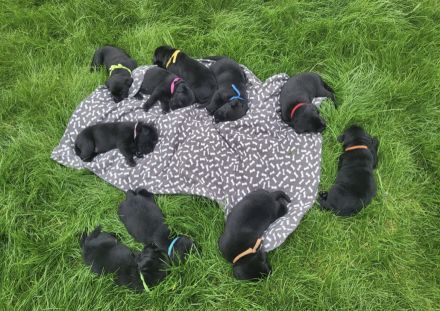 Süße Labrador Welpen