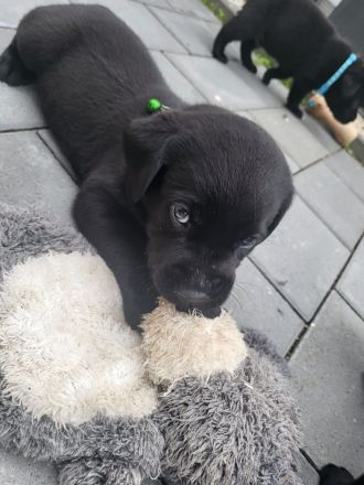 Süße Labrador Welpen