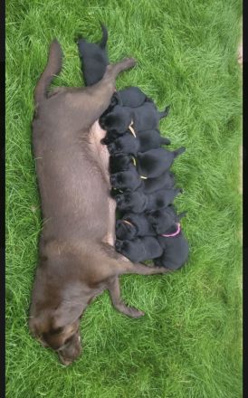 Süße Labrador Welpen