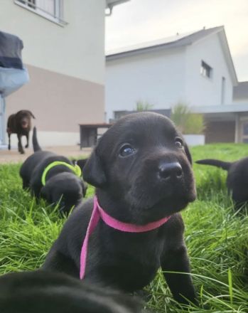 Süße Labrador Welpen