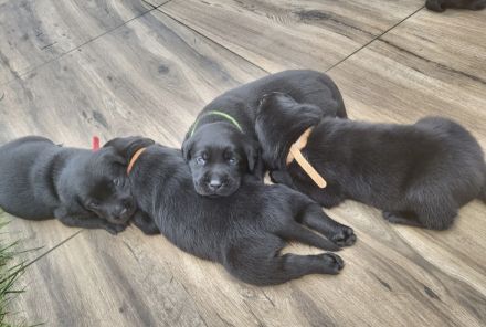 Süße Labrador Welpen