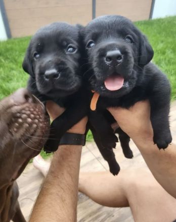 Süße Labrador Welpen