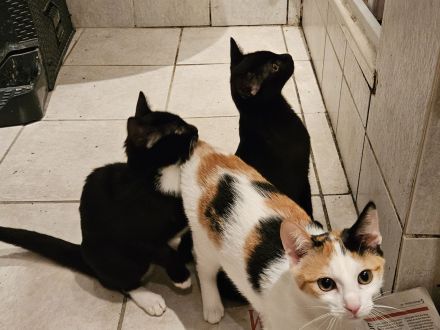 2 Süße Katzen Babys in liebevolle Hände abzugeben .