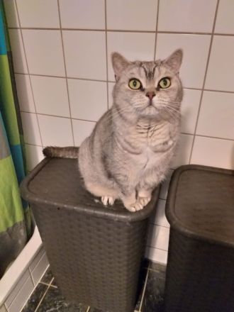 BKH Katzen abzugeben