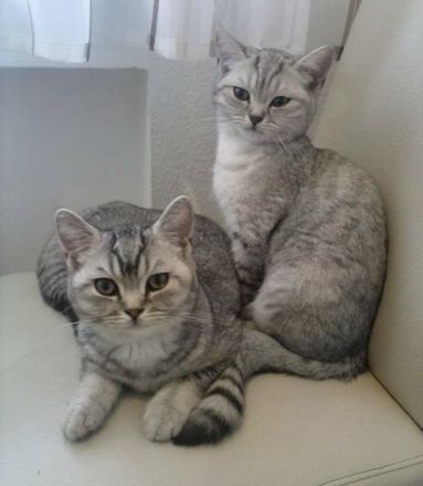 BKH Katzen abzugeben