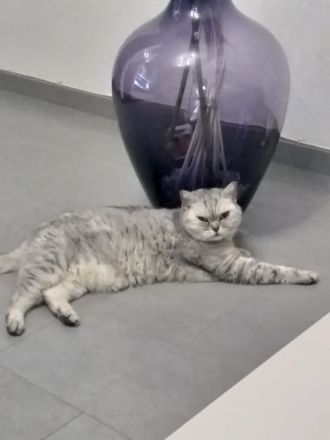 BKH Katzen abzugeben