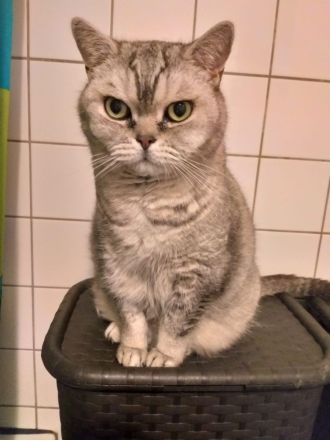 BKH Katzen abzugeben