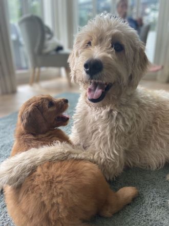 Golden Doodle jetzt 6 Wochen alt! (fb2)