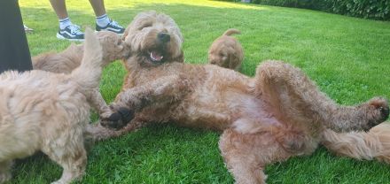 Golden Doodle jetzt 6 Wochen alt! (fb2)