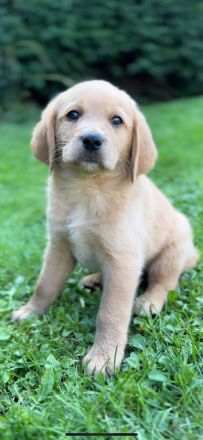 Golden Doodle jetzt 6 Wochen alt! (fb2)