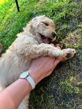 Golden Doodle jetzt 6 Wochen alt! (fb2)