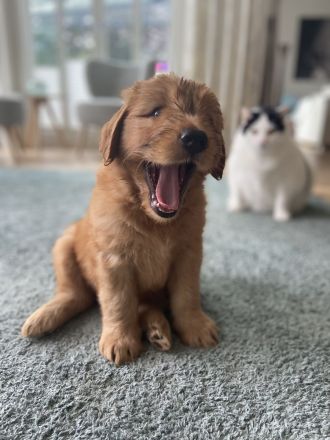 Golden Doodle jetzt 6 Wochen alt! (fb2)