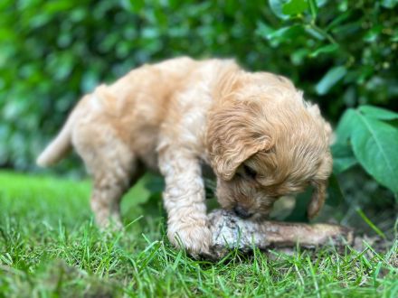 Golden Doodle jetzt 6 Wochen alt! (fb2)
