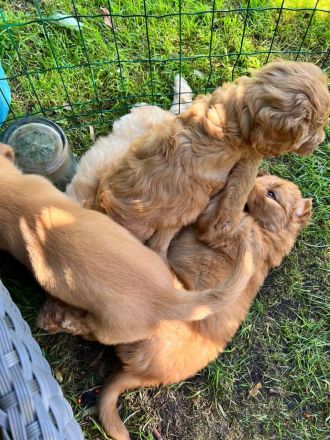 Golden Doodle jetzt 6 Wochen alt! (fb2)