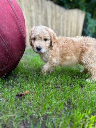 Golden Doodle jetzt 6 Wochen alt! (fb2)