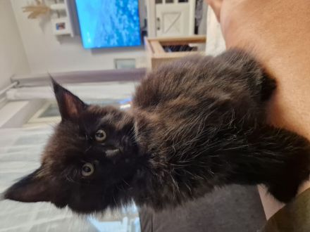 Maine Coon Kater  abgabebereit