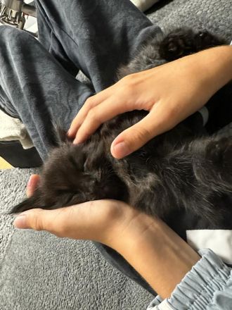 Maine Coon Kater  abgabebereit