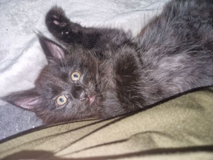 Maine Coon Kater  abgabebereit