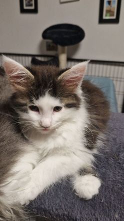 Maine Coon Kater  abgabebereit