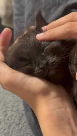Maine Coon Kater  abgabebereit
