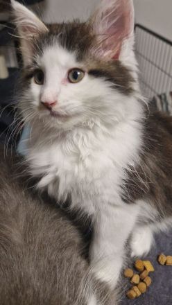 Maine Coon Kater  abgabebereit