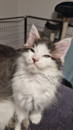 Maine Coon Kater  abgabebereit