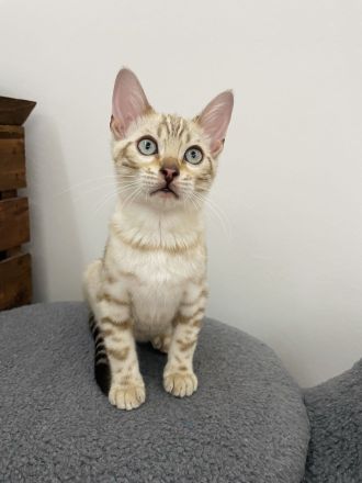 2 Bengal Kitten (Kater) 14 Wochen Snow Mink & Brown vom Züchter