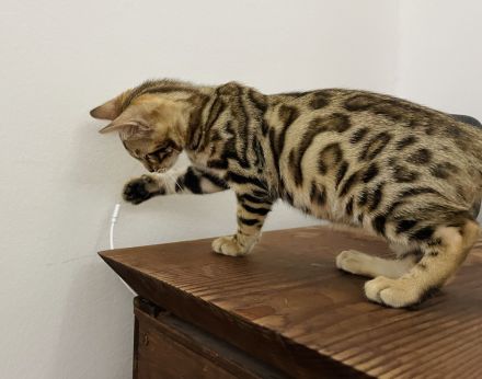 2 Bengal Kitten (Kater) 14 Wochen Snow Mink & Brown vom Züchter