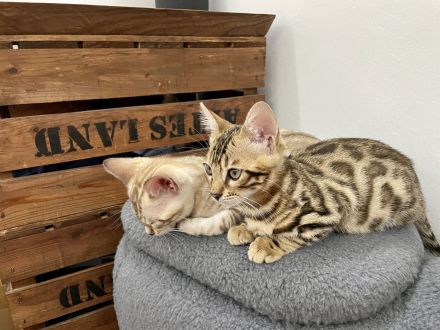 2 Bengal Kitten (Kater) 14 Wochen Snow Mink & Brown vom Züchter