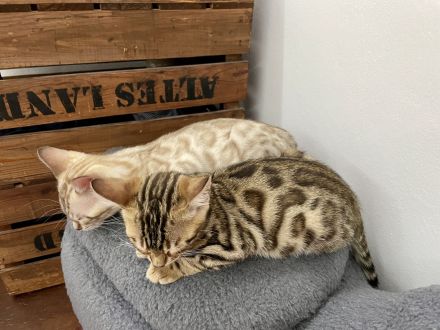 2 Bengal Kitten (Kater) 14 Wochen Snow Mink & Brown vom Züchter