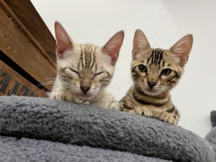 2 Bengal Kitten (Kater) 14 Wochen Snow Mink & Brown vom Züchter