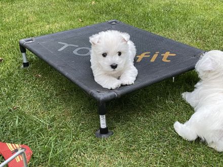 Westhighland White Terrier Welpen, KfT Zucht,