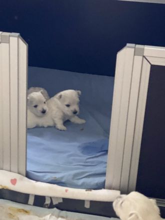 Westhighland White Terrier Welpen, KfT Zucht,