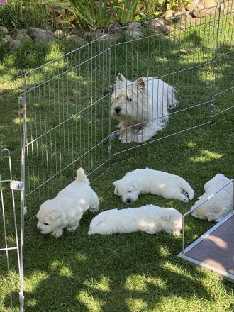 Westhighland White Terrier Welpen, KfT Zucht,