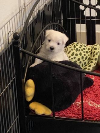 Westhighland White Terrier Welpen, KfT Zucht,