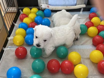 Westhighland White Terrier Welpen, KfT Zucht,