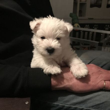 Westhighland White Terrier Welpen, KfT Zucht,