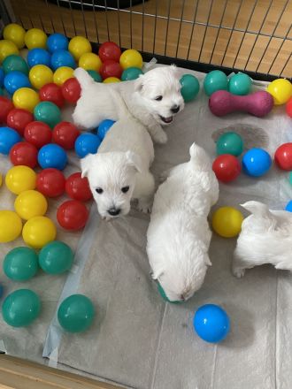 Westhighland White Terrier Welpen, KfT Zucht,
