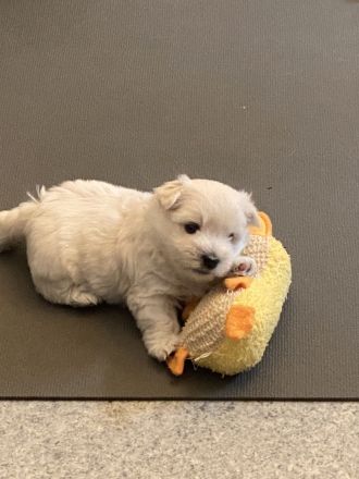 Westhighland White Terrier Welpen, KfT Zucht,