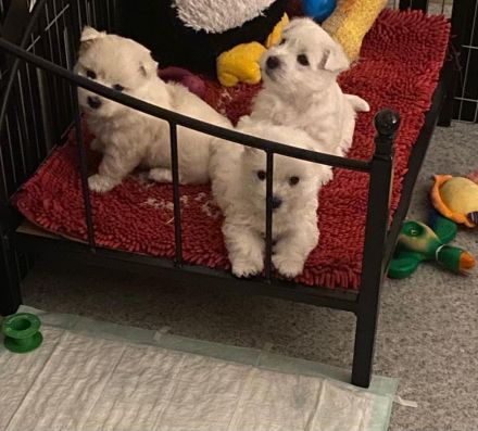 Westhighland White Terrier Welpen, KfT Zucht,