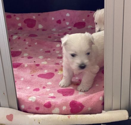 Westhighland White Terrier Welpen, KfT Zucht,