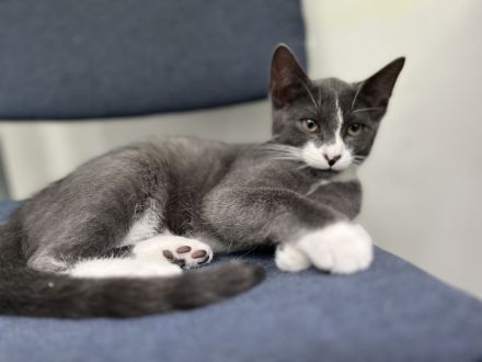 Russischer karthäuser Kater abzugeben