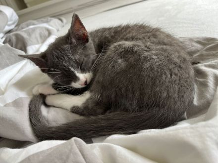 Russischer karthäuser Kater abzugeben