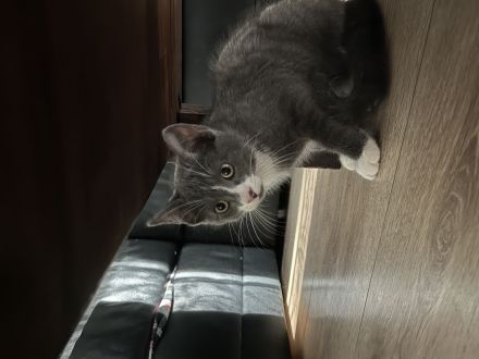 Russischer karthäuser Kater abzugeben