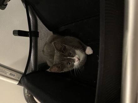 Russischer karthäuser Kater abzugeben