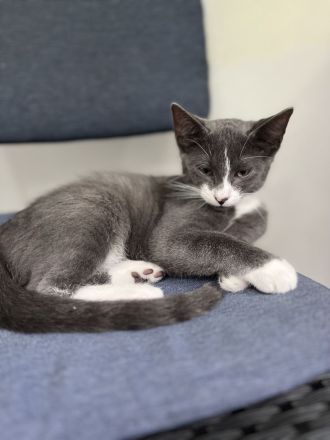 Russischer karthäuser Kater abzugeben