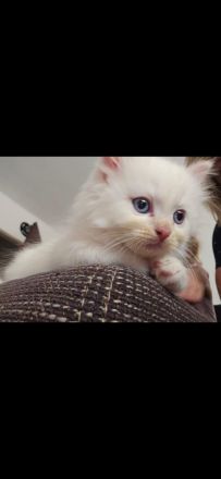 Zuckersüß Kitten 🥰