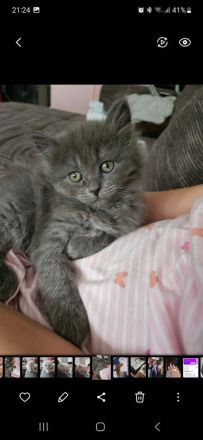 Zuckersüß Kitten 🥰