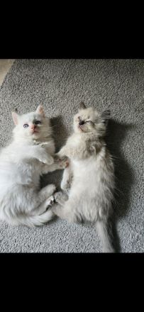 Zuckersüß Kitten 🥰