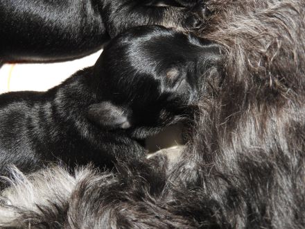 Zwergschnauzer Welpe schwarz- silber